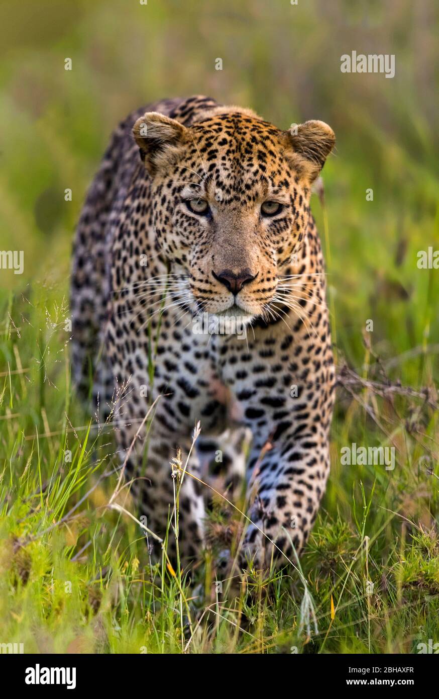 Leopard (Panthera pardus) auf Gras, Tansania Stockfoto