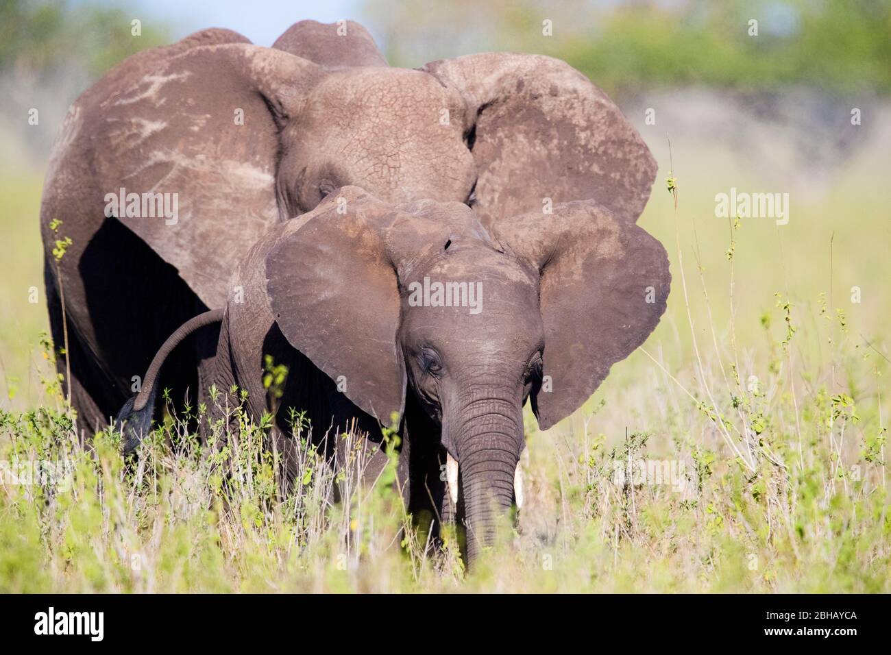 Afrikanische Buschelefanten (Loxodonta africana) Wandern im Gras, Tansania Stockfoto