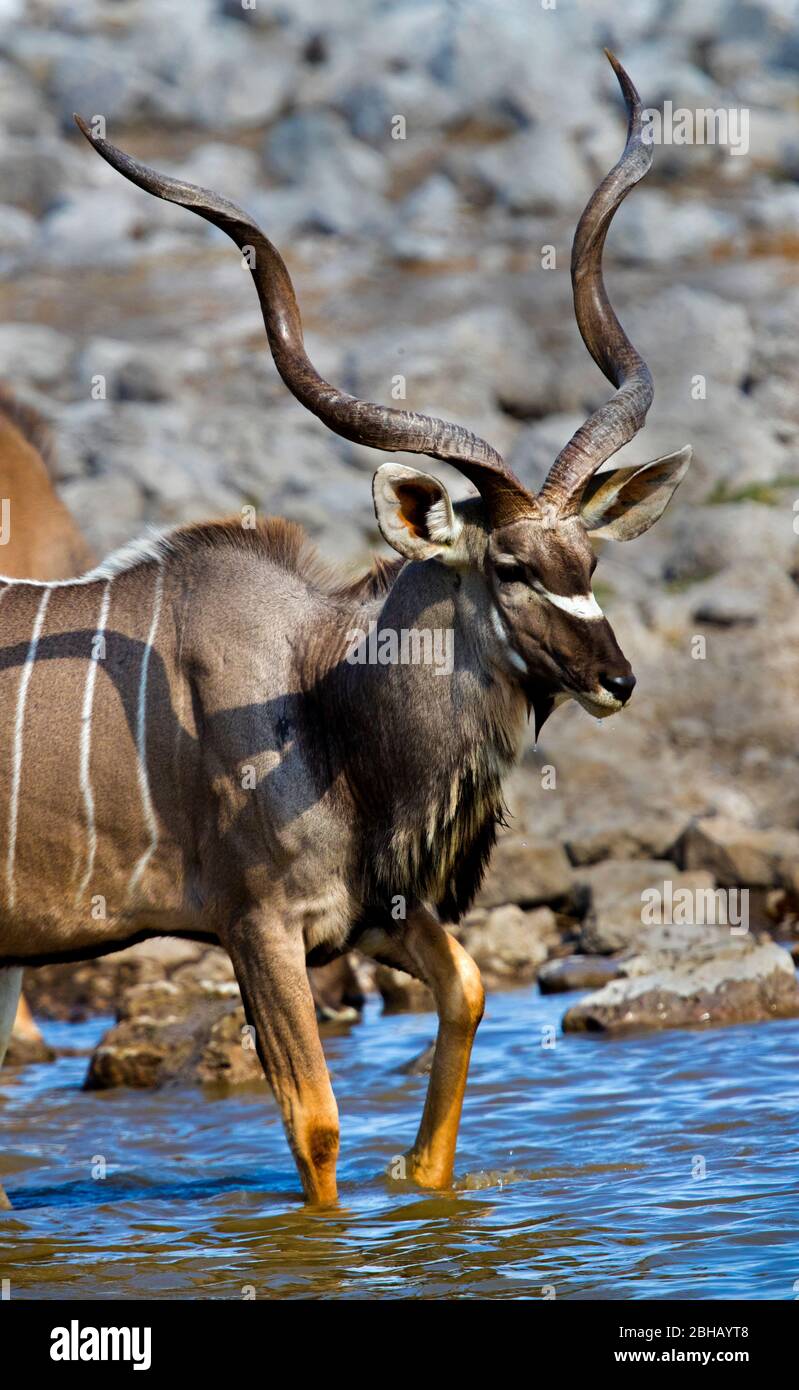 Großer Kudu (Tragelaphus strepsiceros) im Wasser, Namibia Stockfoto