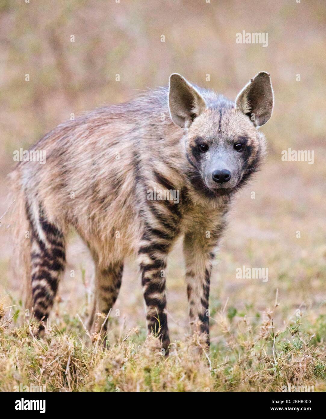 Porträt von gestreifter Hyäne (Hyena hyena) auf Gras stehend, Tansania Stockfoto