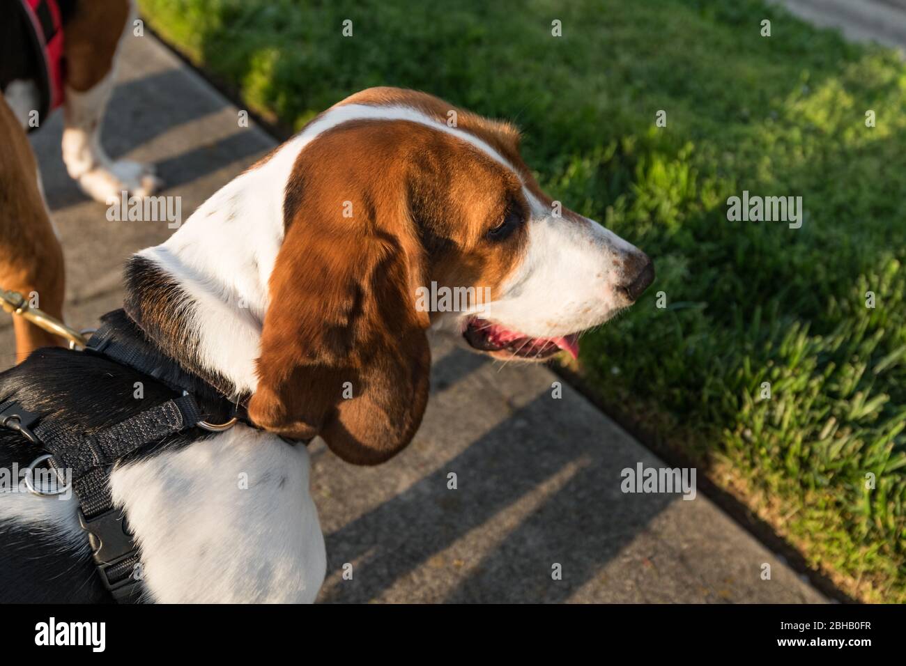 Ein Mischlingshund, bekannt als Bagel, halb Bassetthund und halb Beagle, der auf einem Spaziergang nach rechts schaut. Stockfoto