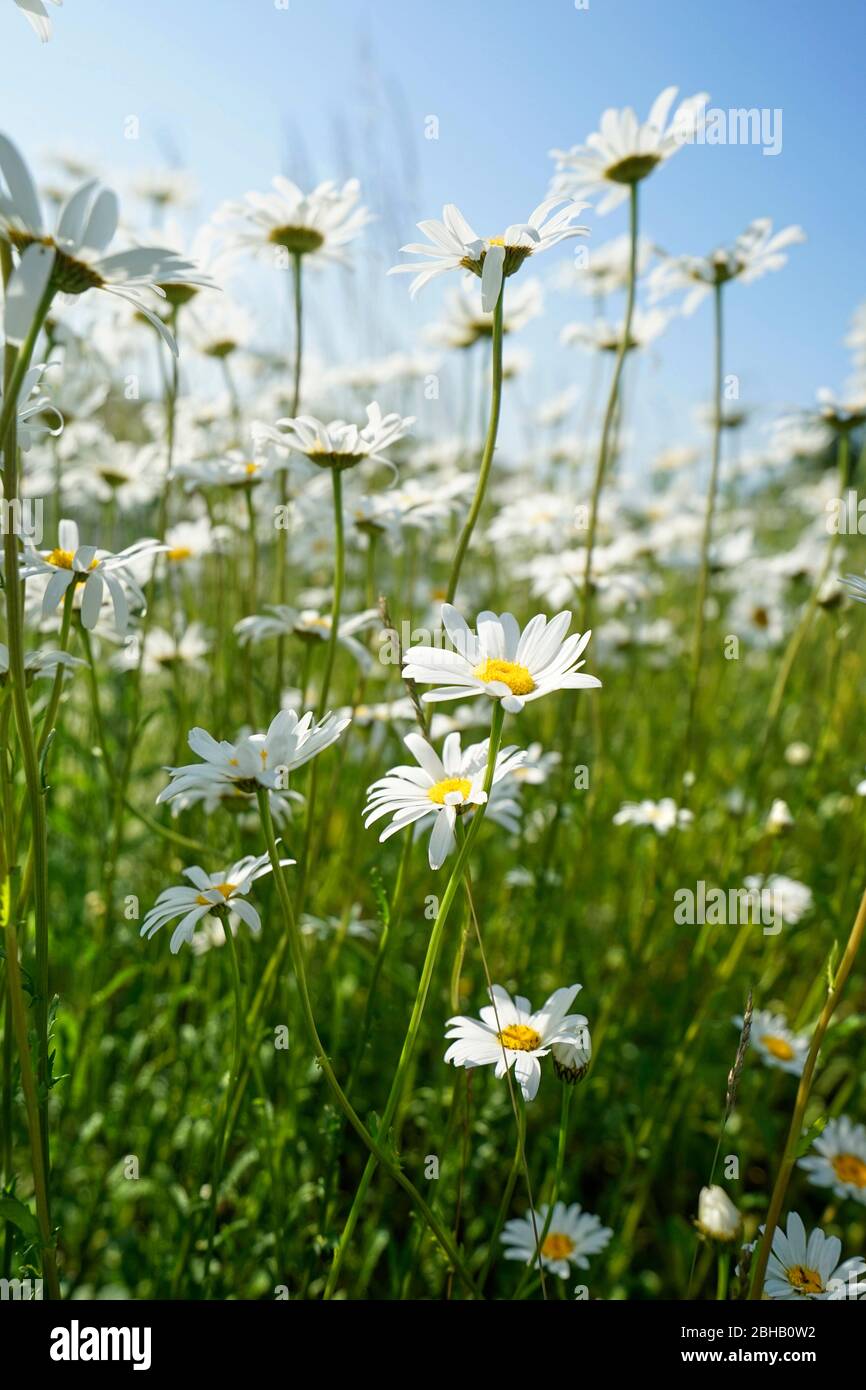 Sommerwiese, Gänseblümchen, von unten Stockfoto