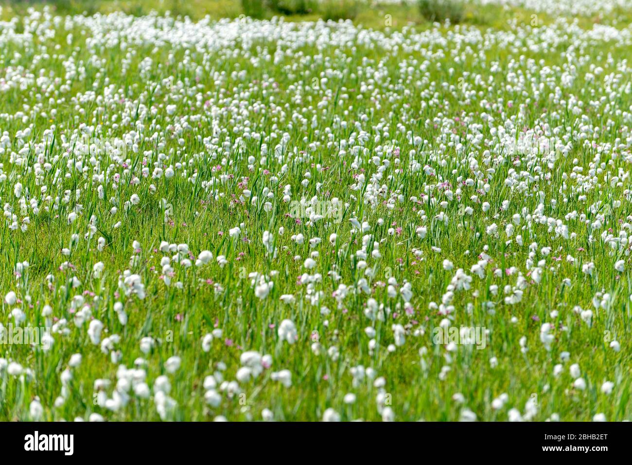 Dänemark, Jütland, Ringkobing Fjord, Baumwollgras (Eriophorum) der Sour Grass Familie (Cyperaceae). Stockfoto