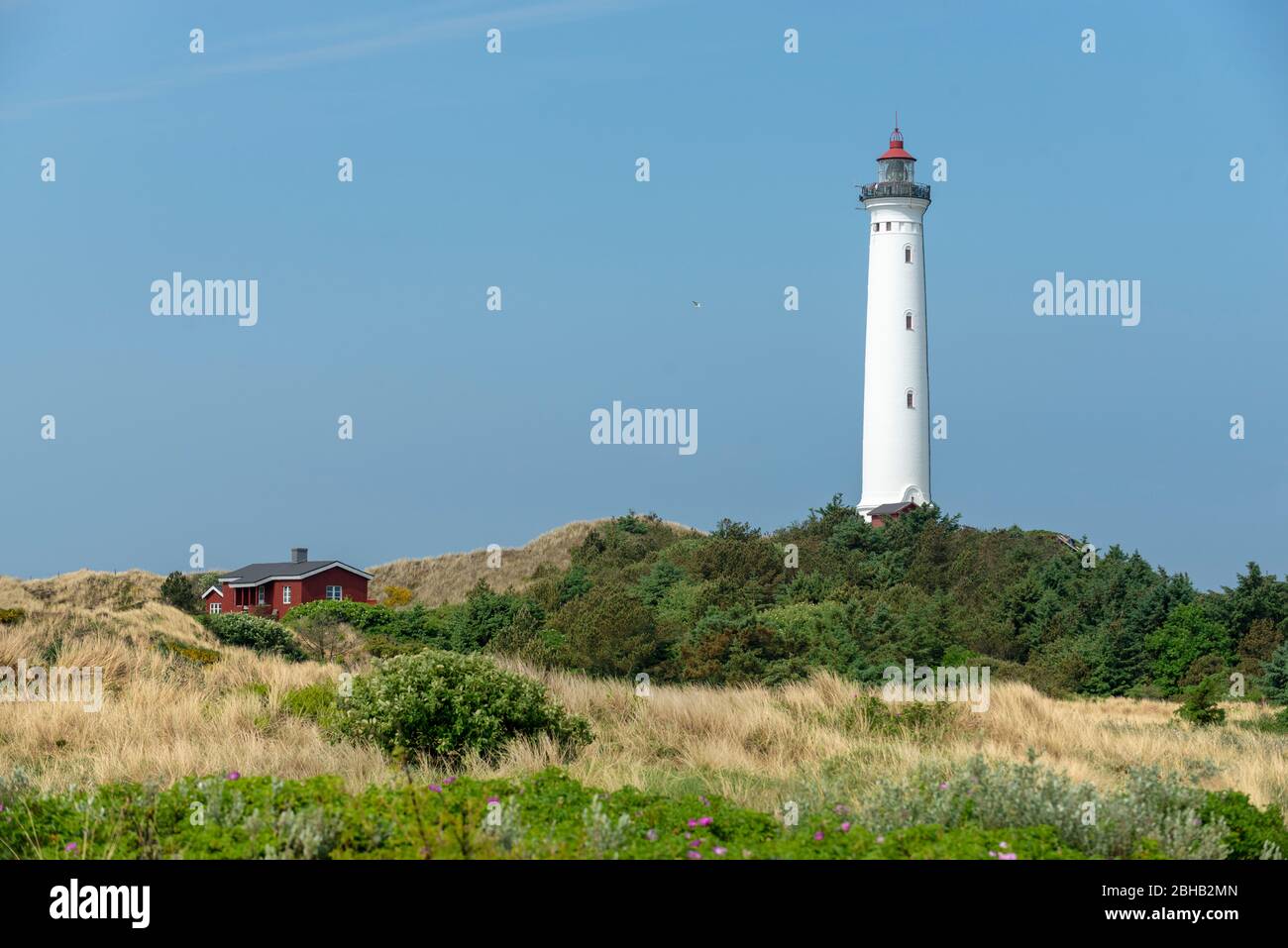 Dänemark, Jütland, Ringkøbing Fjord, Lyngvig Fyr Leuchtturm in Hvide Sande. Stockfoto