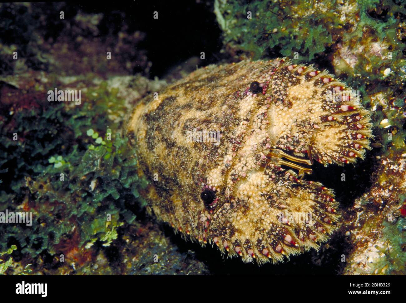 Slipper Hummer, Scylarides nodifer, Unterwasser in der Florida Keys National Marine Sanctuary Stockfoto