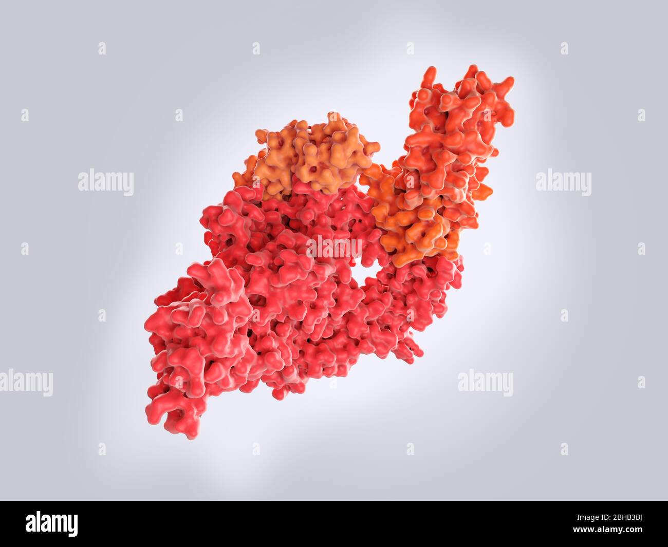 Molekulares Modell des Enzyms RNA-abhängige RNA (Ribonukleinsäure) Polymerase (RdRp) aus dem SARS-CoV-2 Coronavirus. Das Virus trat im Dezember 2019 in Wuhan, China, auf und verursacht eine leichte Atemwegserkrankung (Covid-19), die sich zu einer Lungenentzündung entwickeln kann und in einigen Fällen tödlich sein kann. RdRp katalysiert die Replikation von RNA (dem viralen Genom) aus einer RNA-Vorlage und ist ein vielversprechendes Ziel für die Behandlung von Covid-19. Stockfoto