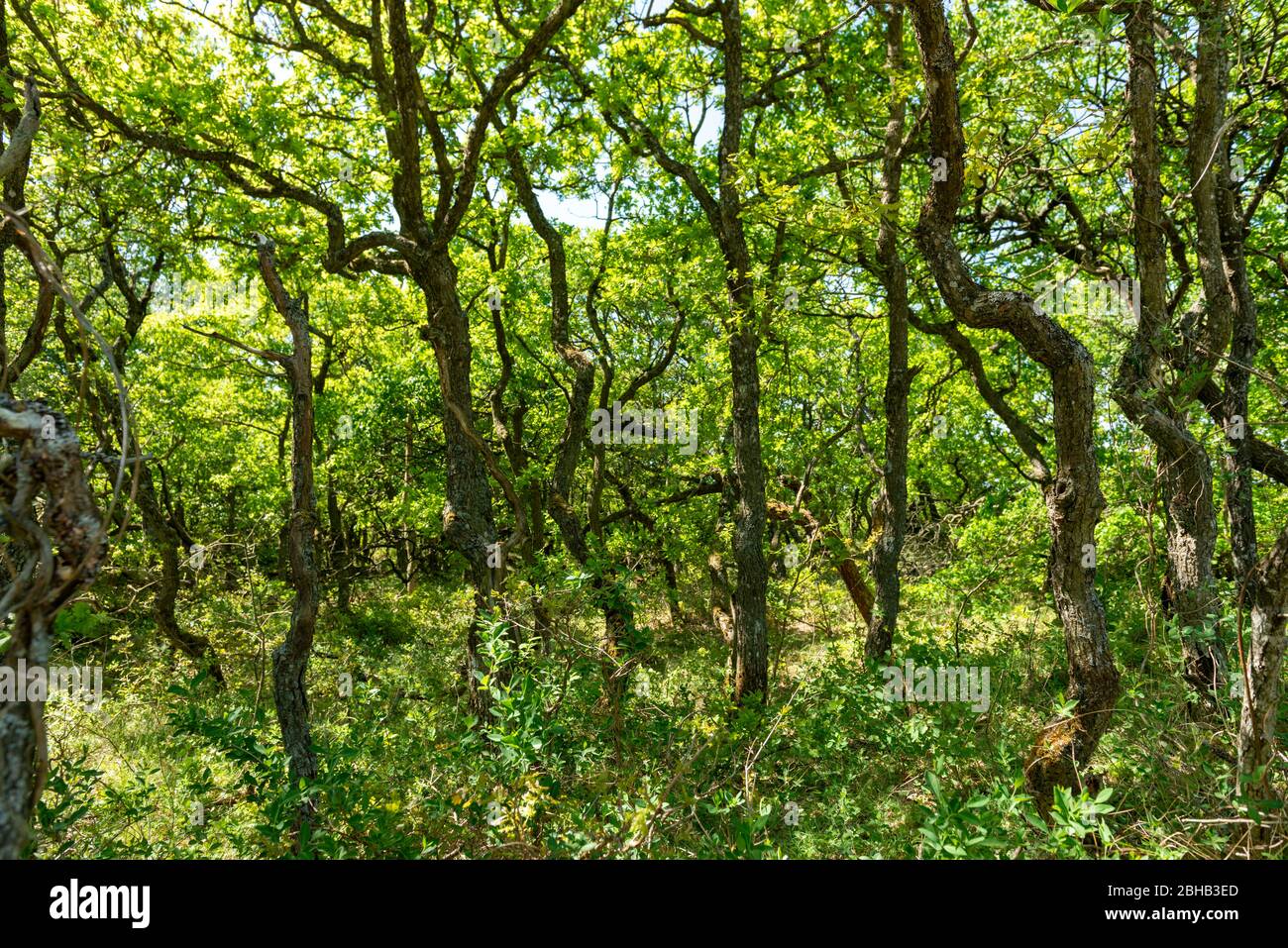 Dänemark, Jütland, Ringkobing Fjord, der Wald der Eiche Sent befindet sich in der Kærgård Plantation im Vesterhavet Naturpark. Stockfoto