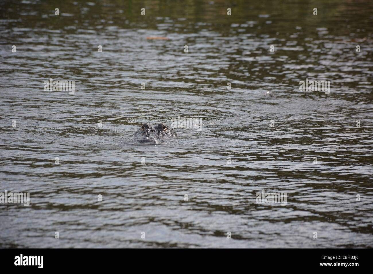 Ein Alligator von einer Airboat-Tour in Everglades und Francis S. Taylor Wildlife Management Area, Fort Lauderdale, Florida, USA. Stockfoto