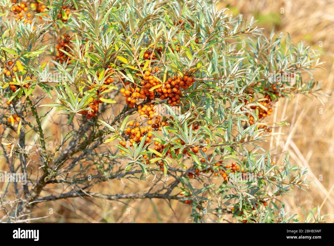 Deutschland, Niedersachsen, Ostfriesland, Juist, Buckthorn (Hippophae rhamnoides), auch Pheasant (s) Bier (e), Haffdorn, Seedorn. Stockfoto