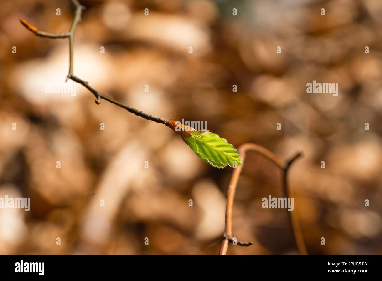 Ein kleines grünes Blatt, wenn es in Blüte steht Stockfoto