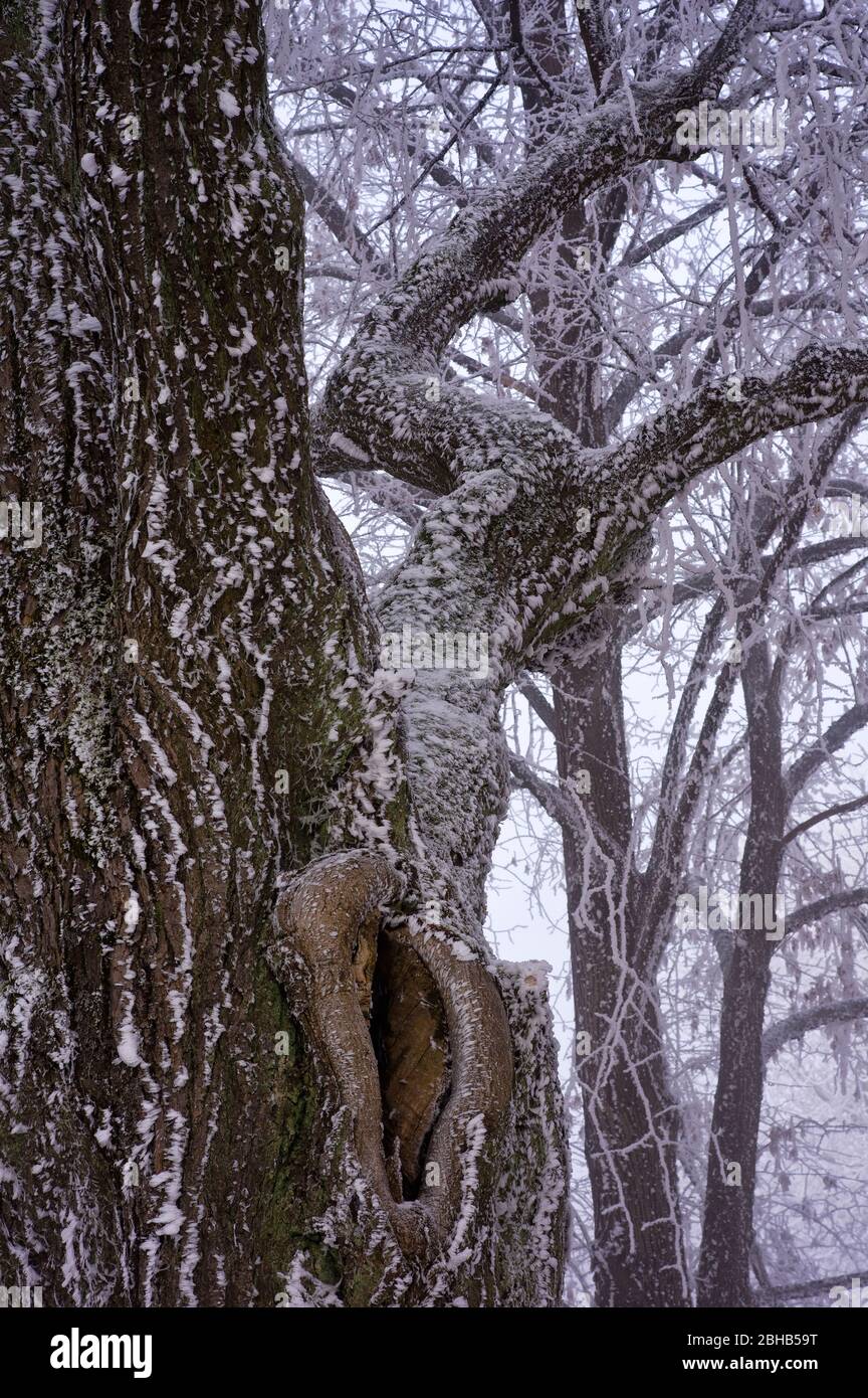 Europa, Deutschland, Hessen, Naturpark Lahn-Dill-Bergland, Raureif auf den Kastanienbäumen auf dem Burgberg Hohensolms, Detailansichten Stockfoto