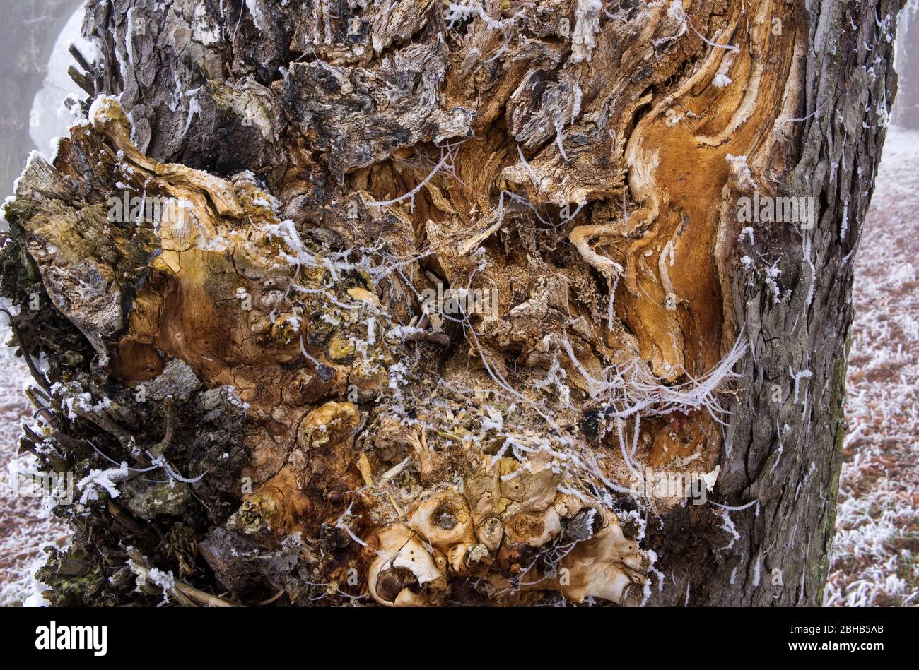 Europa, Deutschland, Hessen, Naturpark Lahn-Dill-Bergland, Raureif auf den Kastanienbäumen auf dem Burgberg Hohensolms, Detailansichten Stockfoto