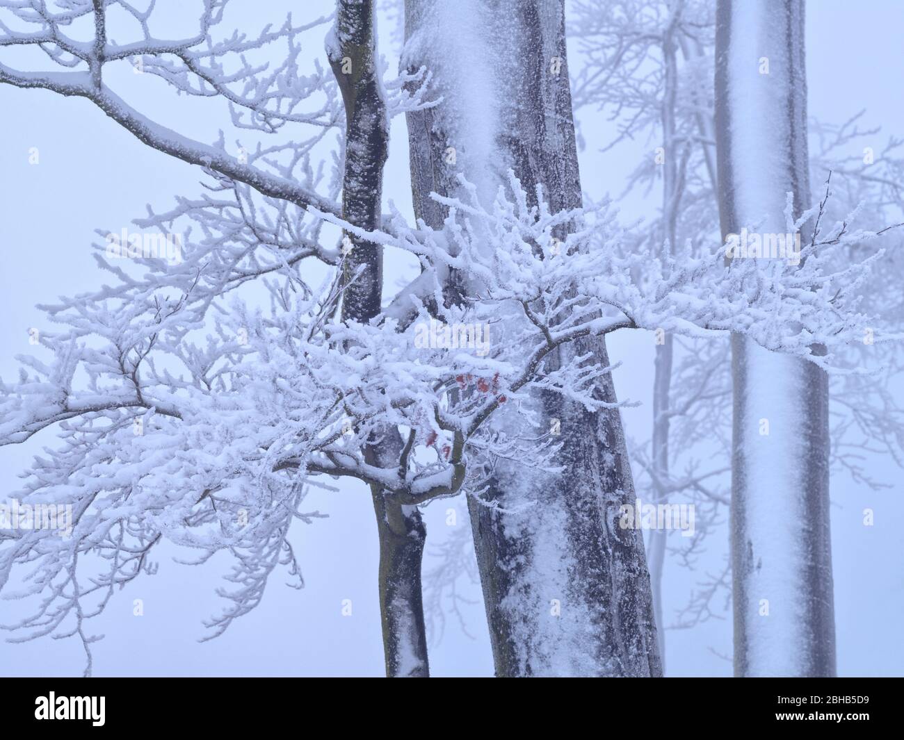 Europa, Deutschland, Hessen, Naturpark Lahn-Dill-Bergland, Winterstimmung mit Schnee, Raureif und Nebel im Schelderwald bei Siegbach Stockfoto