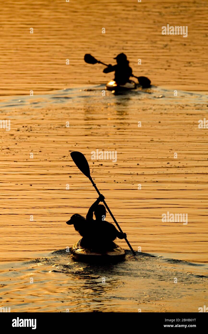 Austin Texas USA, Mai 30,2010: Kajakfahrer genießen an einem frühen Sommerabend das ruhige Wasser des Lady Bird Lake, der sich durch die Innenstadt von Austin zieht und von der First Street Bridge aus nach Westen schaut. Obwohl Schwimmen und Motorboote nicht erlaubt sind, ist der See bei Paddlern beliebt. ©Bob Daemmrich Stockfoto