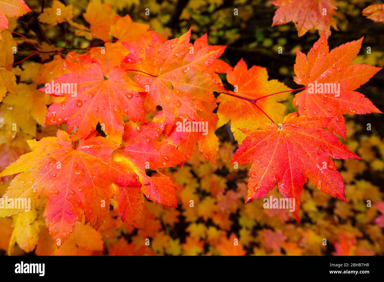 Nahaufnahme der feuchten Herbstblätter, Portland, Oregon, USA Stockfoto