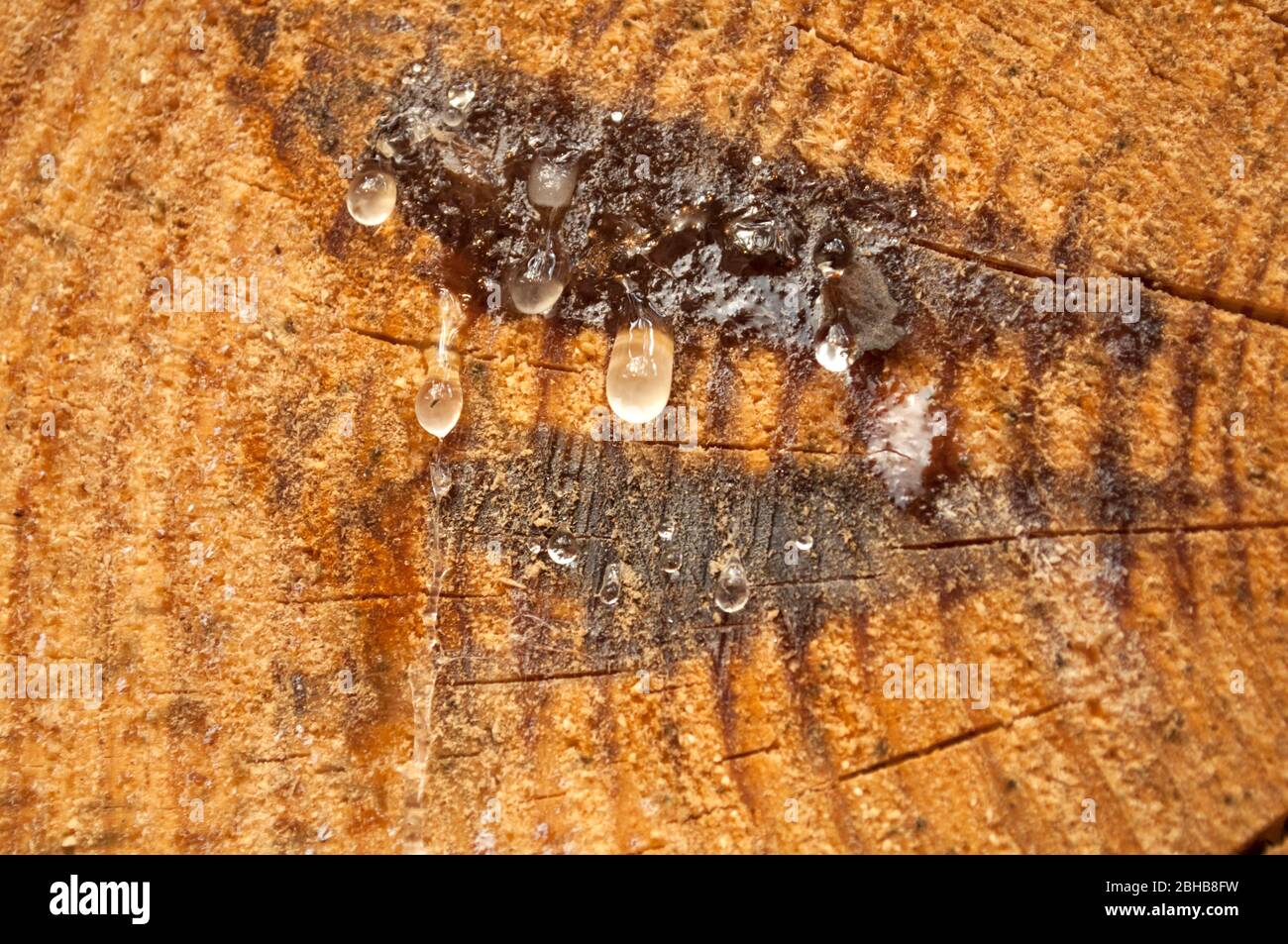 Schnitt eines Kiefernholzschlocks unregelmäßige Form mit Textur, Ring, Risse. Braun, Foto vorne Stockfoto