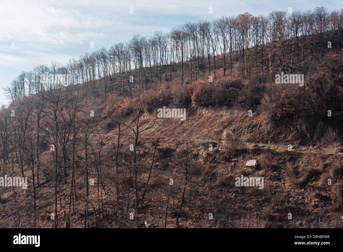Baumreihe auf dem Hügel. Bäume auf dem Bergrücken Stockfoto