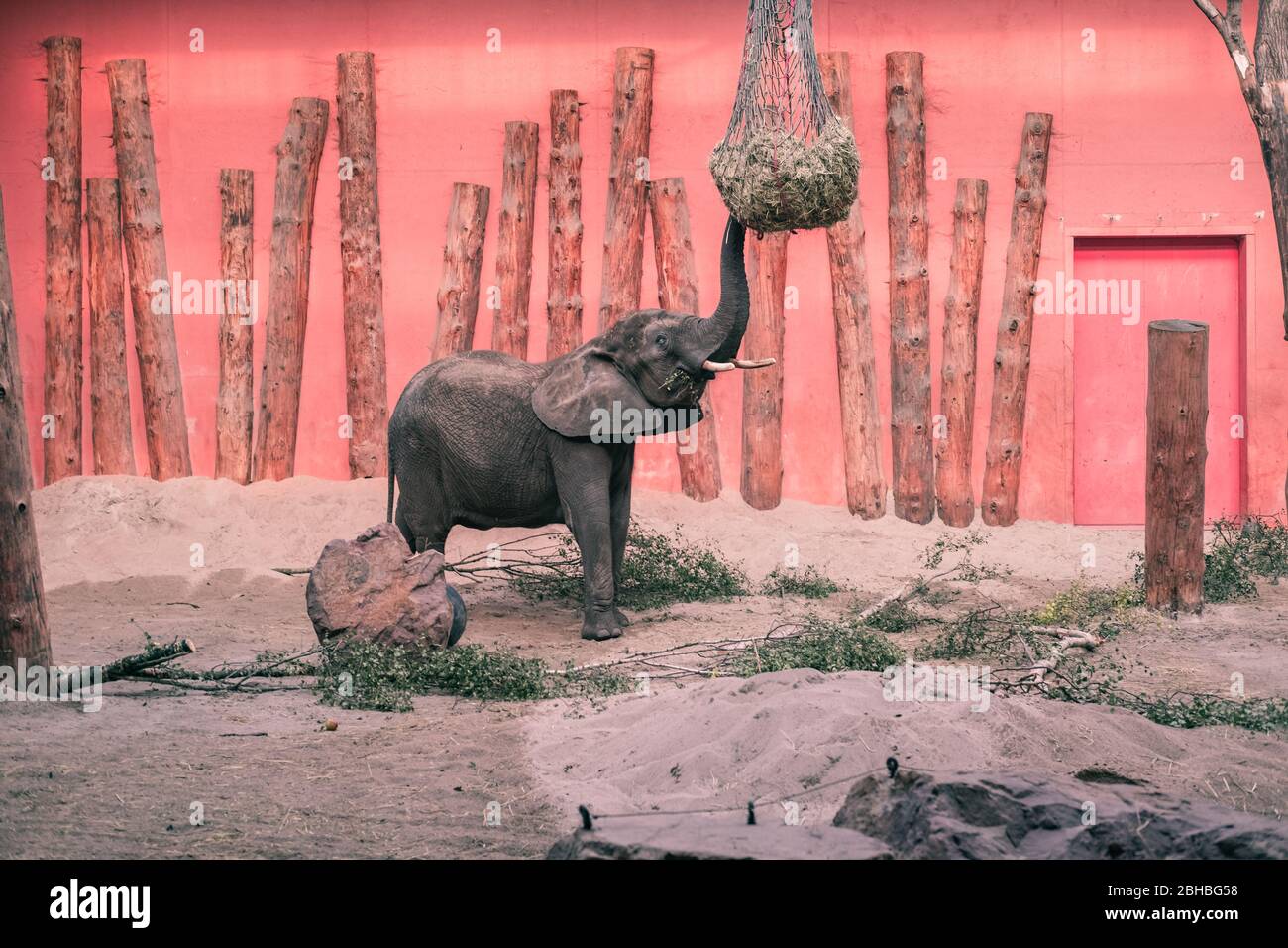 Junge Elefantenbaby im Beekse Bergen Zoo, Niederlande, Europa. Stockfoto