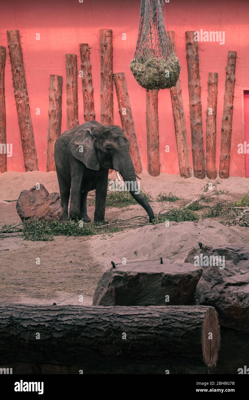 Afrikanischer Elefant (Loxodonta africana) im Beekse Bergen Zoo, Niederlande, Europa. Stockfoto