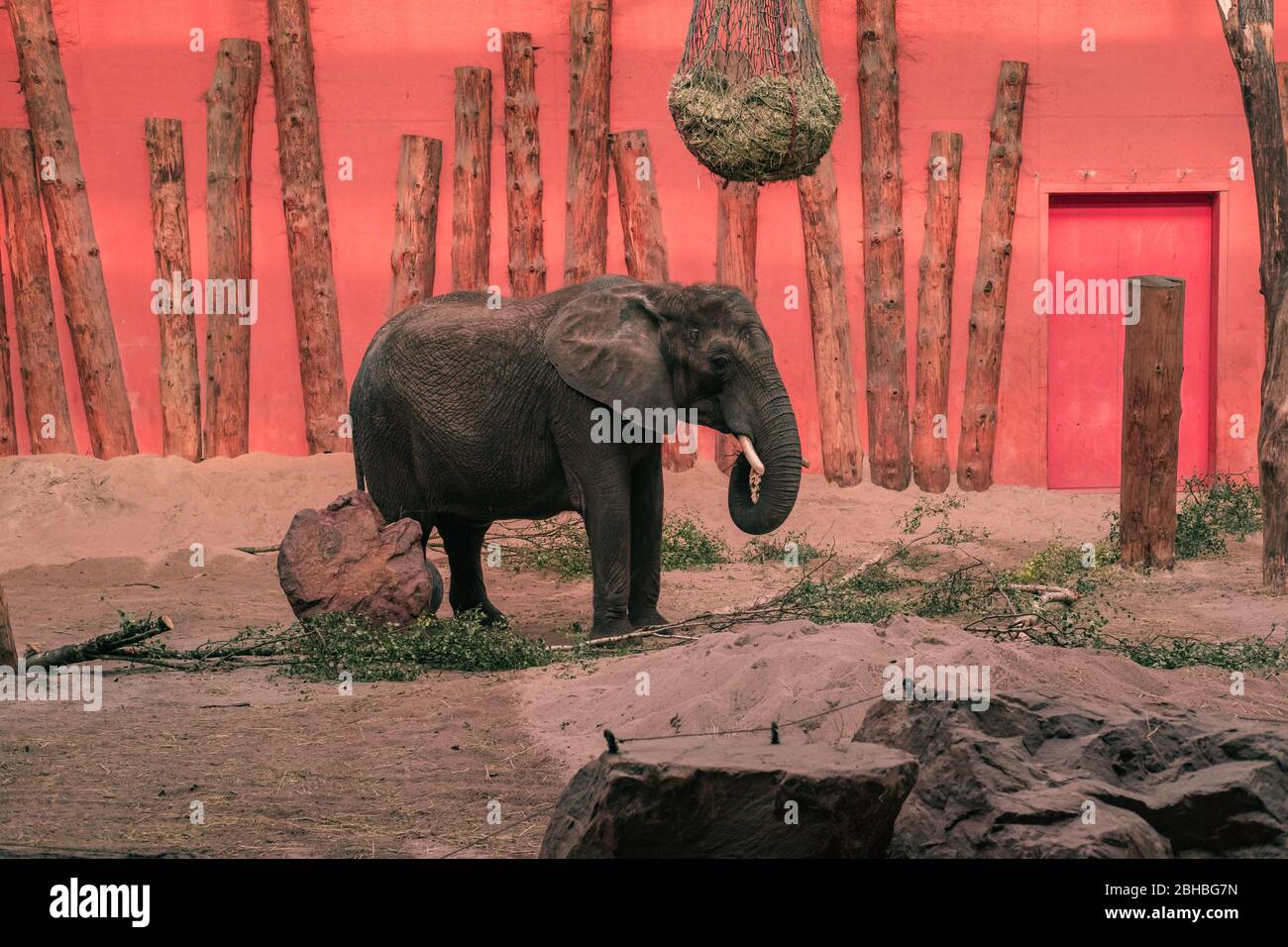 Afrikanischer Elefant (Loxodonta africana) im Beekse Bergen Zoo, Niederlande, Europa. Stockfoto