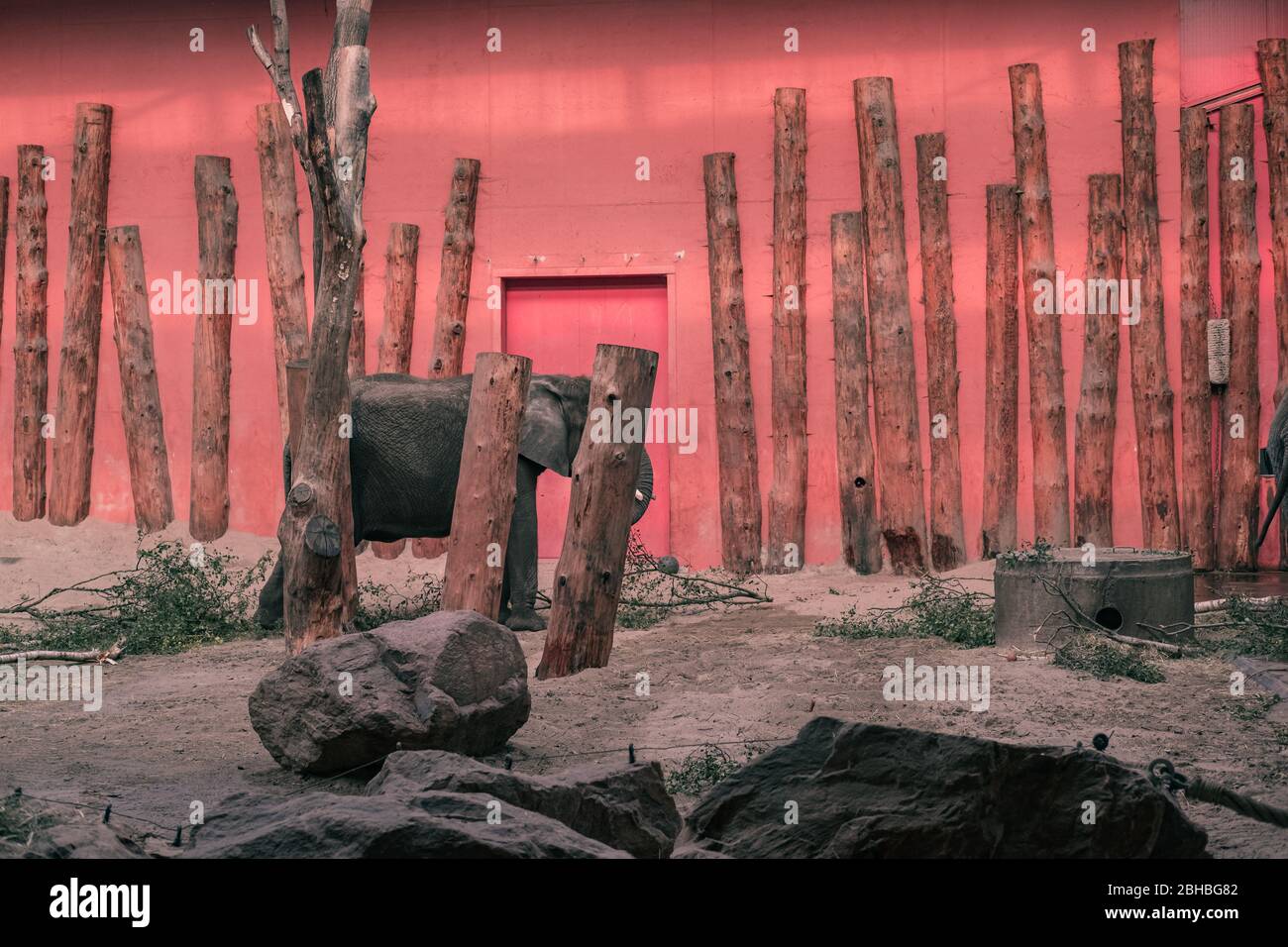 Afrikanischer Elefant (Loxodonta africana) im Beekse Bergen Zoo, Niederlande, Europa. Stockfoto