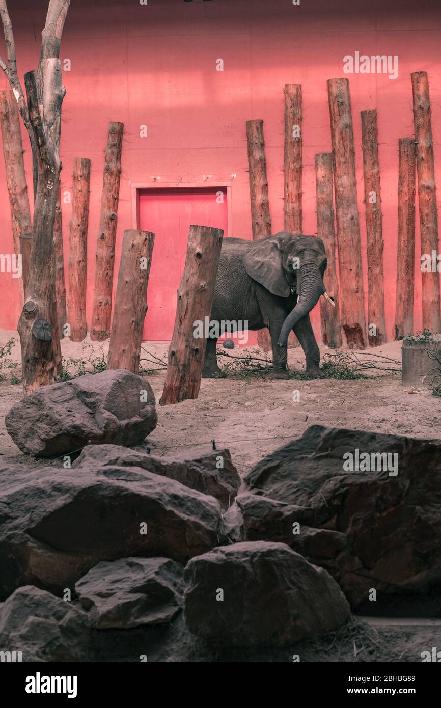 Afrikanischer Elefant (Loxodonta africana) im Beekse Bergen Zoo, Niederlande, Europa. Stockfoto