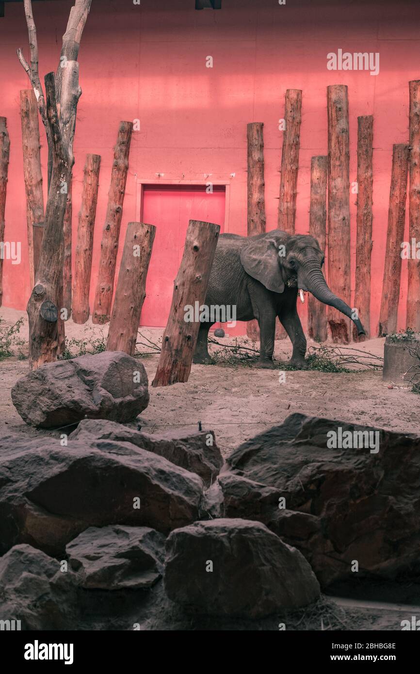 Afrikanischer Elefant (Loxodonta africana) im Beekse Bergen Zoo, Niederlande, Europa. Stockfoto