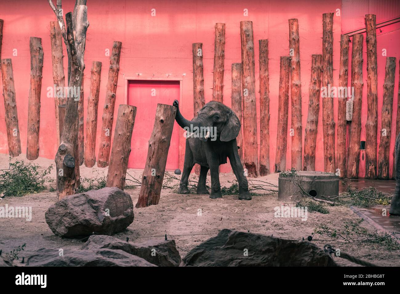Afrikanischer Elefant (Loxodonta africana) im Beekse Bergen Zoo, Niederlande, Europa. Stockfoto