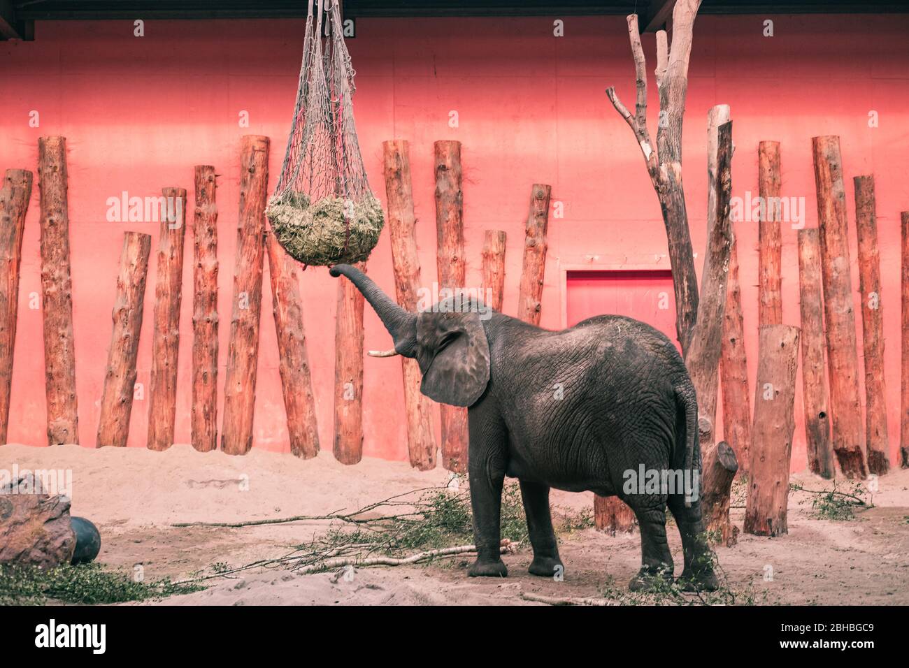 Afrikanischer Elefant (Loxodonta africana) im Beekse Bergen Zoo, Niederlande, Europa. Stockfoto
