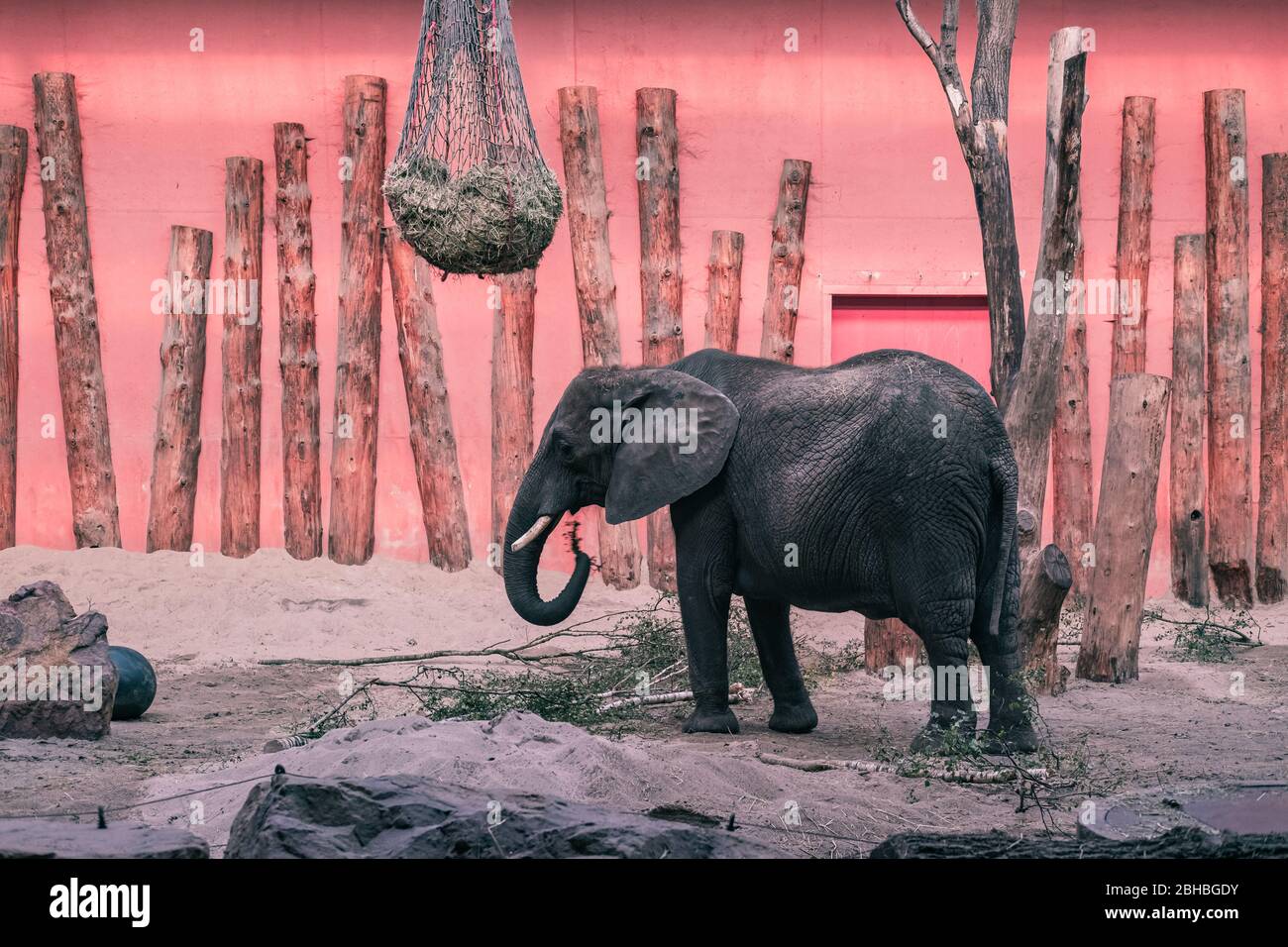 Afrikanischer Elefant (Loxodonta africana) im Beekse Bergen Zoo, Niederlande, Europa. Stockfoto