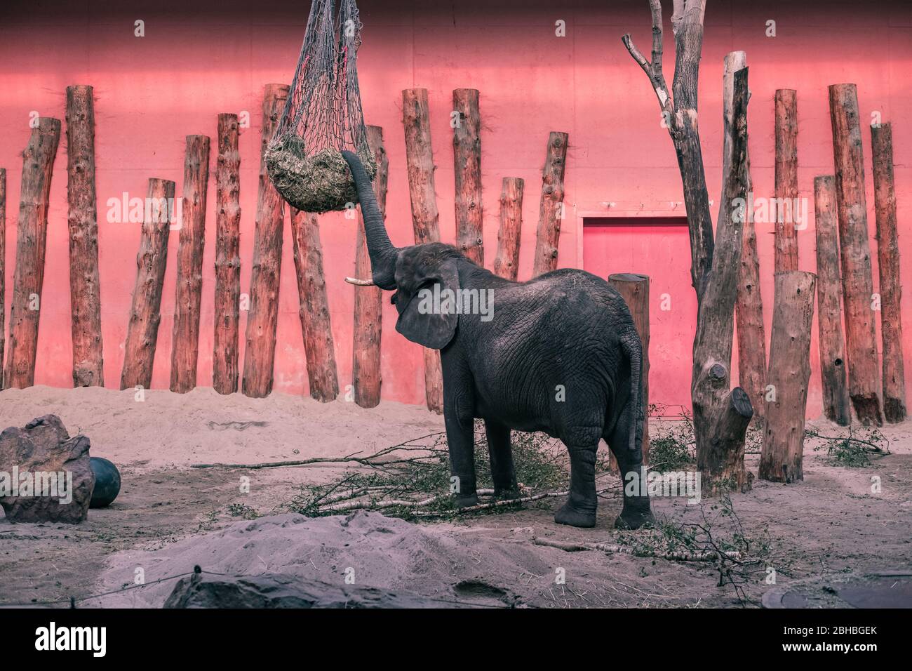 Afrikanischer Elefant (Loxodonta africana) im Beekse Bergen Zoo, Niederlande, Europa. Stockfoto