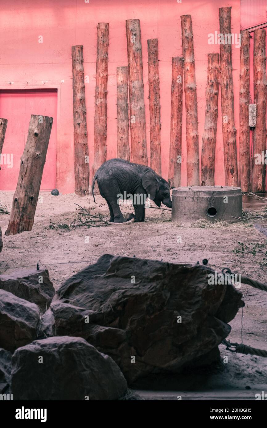 African Elephant (Loxodonta africana) Baby Elefant trinken an einem Wasserloch in Beekse Bergen Zoo, die Niederlande, Europa. Stockfoto