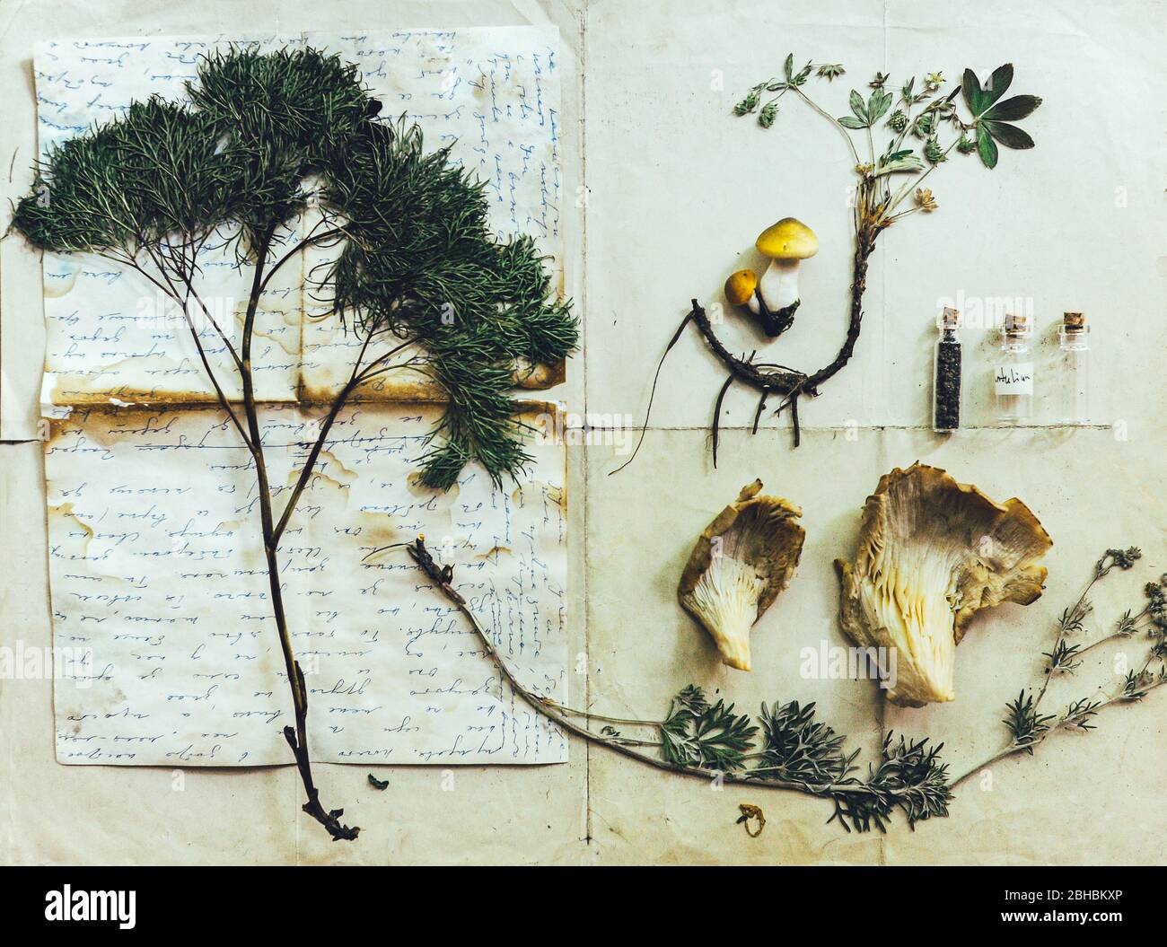 Alternative Medizin Stillleben. Set von Herbarium. Wilde, trockene, gepresste Blumen über Vintage-Papier. Geschichte der Apotheke Stockfoto