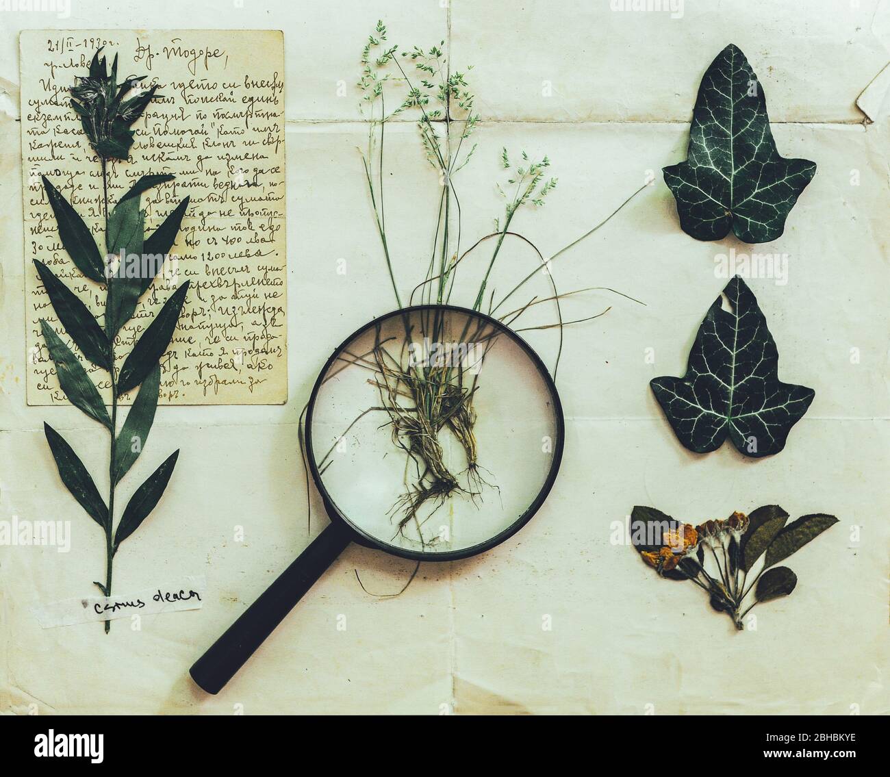 Alternative Medizin Stillleben. Set von Herbarium. Wilde, trockene, gepresste Blumen über Vintage-Papier. Geschichte der Apotheke Stockfoto