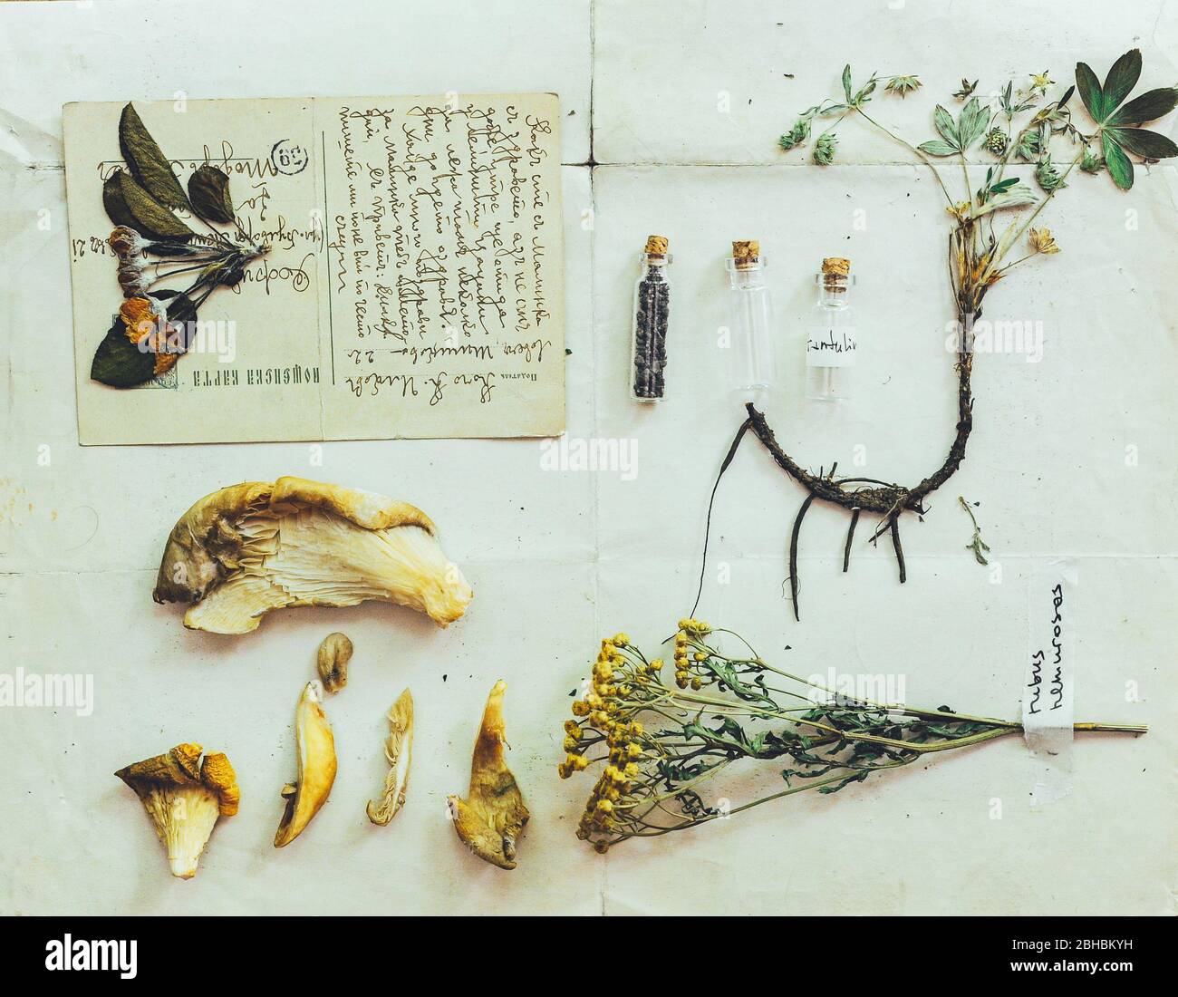Alternative Medizin Stillleben. Set von Herbarium. Wilde, trockene, gepresste Blumen über Vintage-Papier. Geschichte der Apotheke Stockfoto