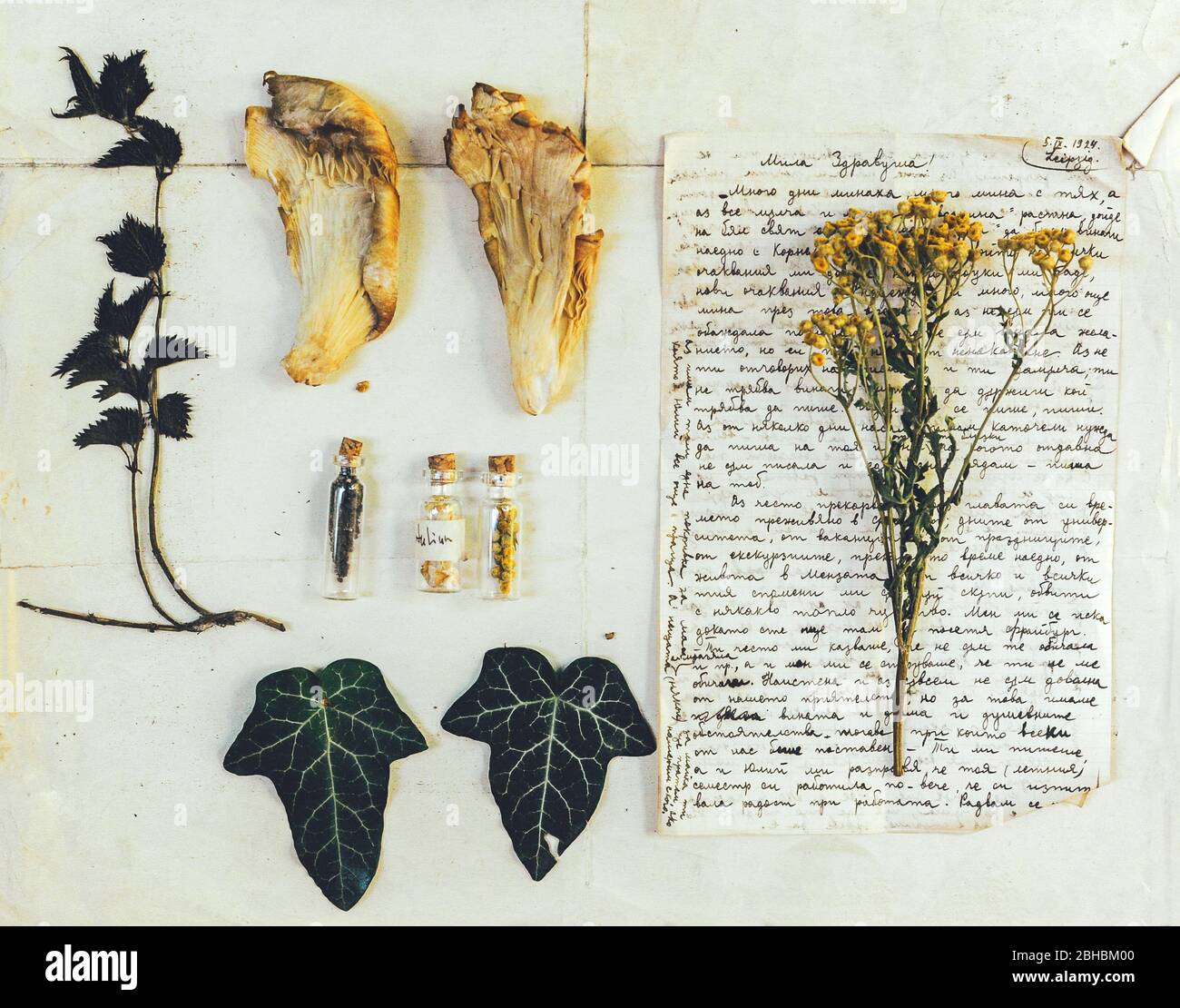 Alternative Medizin Stillleben. Set von Herbarium. Wilde, trockene, gepresste Blumen über Vintage-Papier. Geschichte der Apotheke Stockfoto