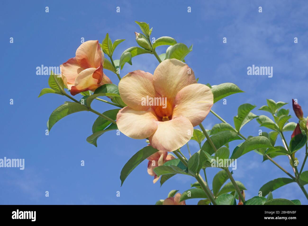 Pfirsich allamanda Blume Stockfoto