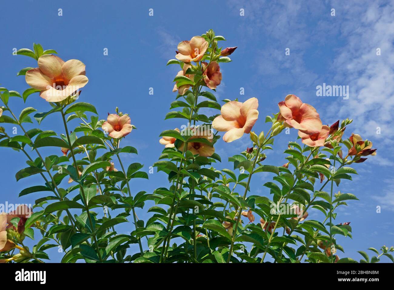 Pfirsich allamanda Blume Stockfoto