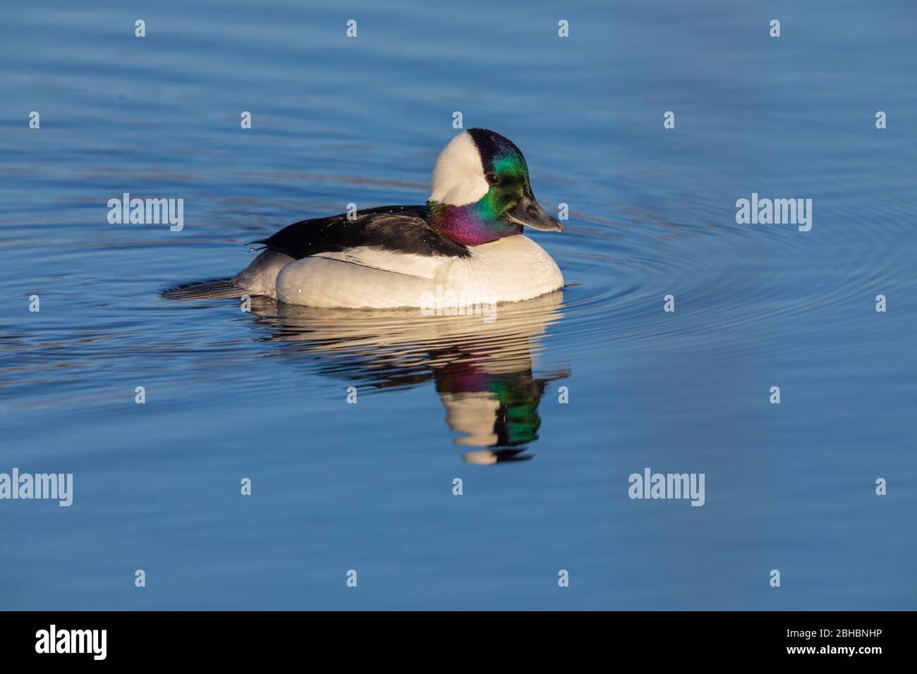 Drake bufflehead Schwimmen im nördlichen Wisconsin See. Stockfoto