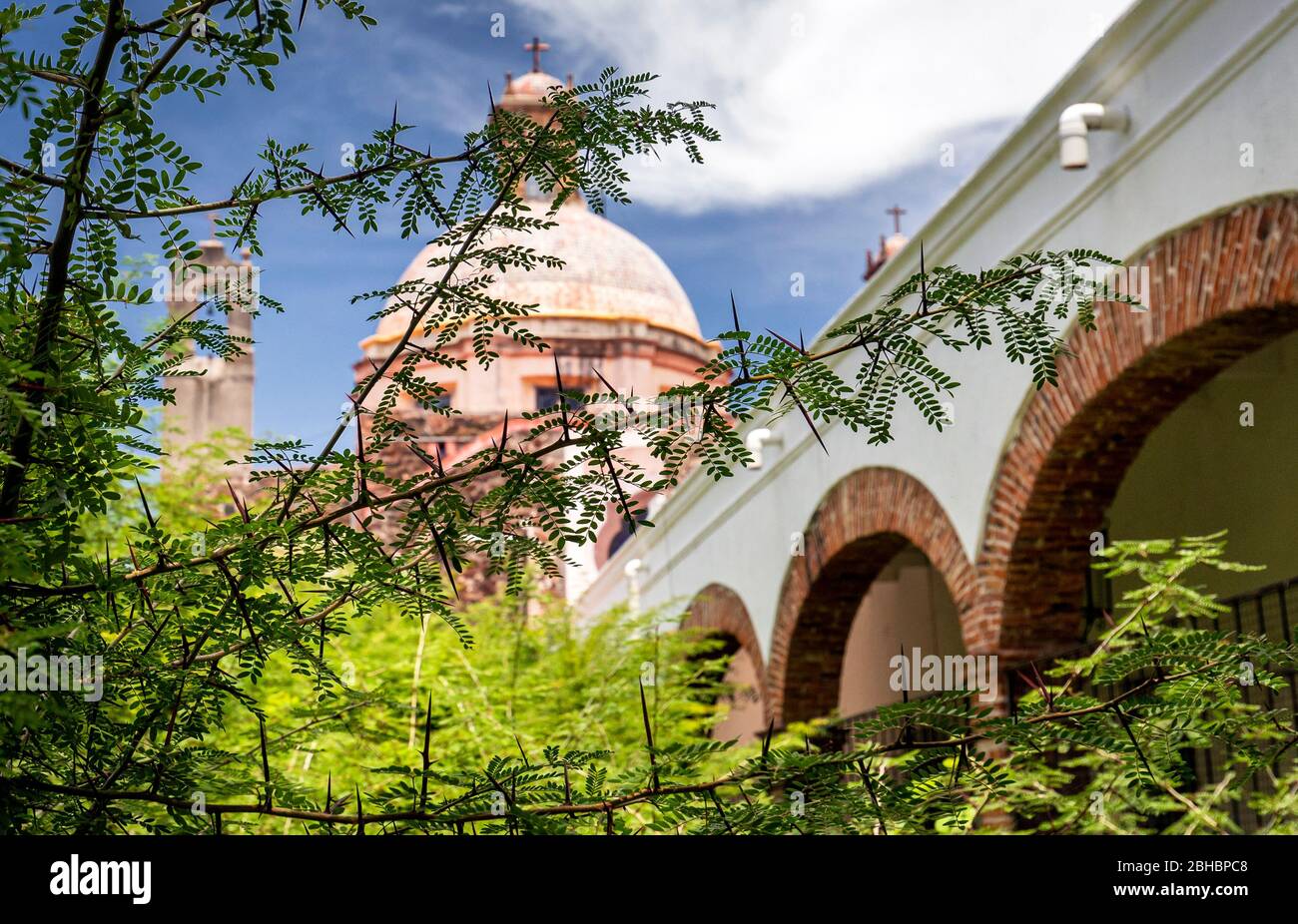 Berühmte Ankerpflanze (Colletia paradoxa) mit ihren kreuzförmigen Dornen im Convento de la Santa Cruz (Kloster des Heiligen Kreuzes) in Queretaro, Mexiko. Stockfoto