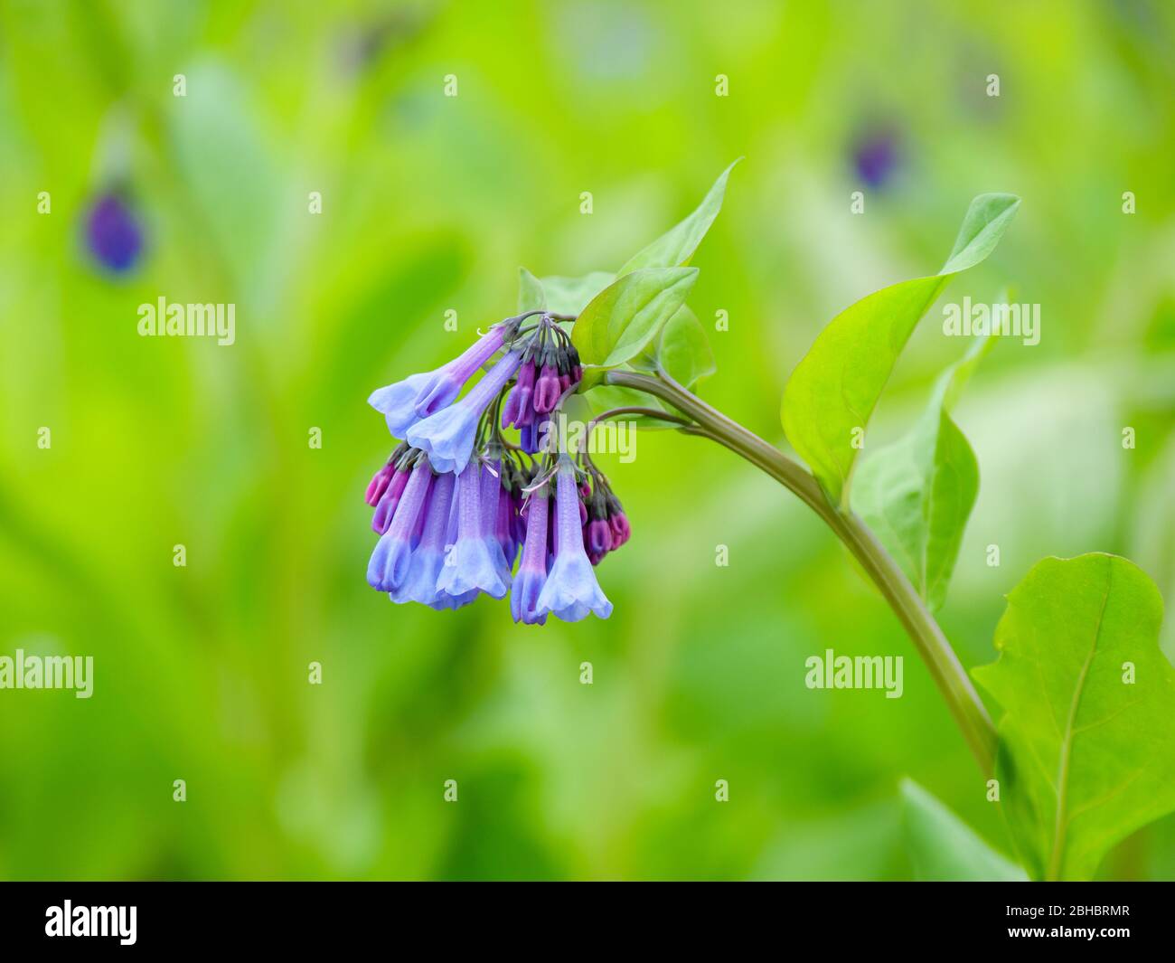 Virginia bluebells, Mertensia virginica. Stockfoto