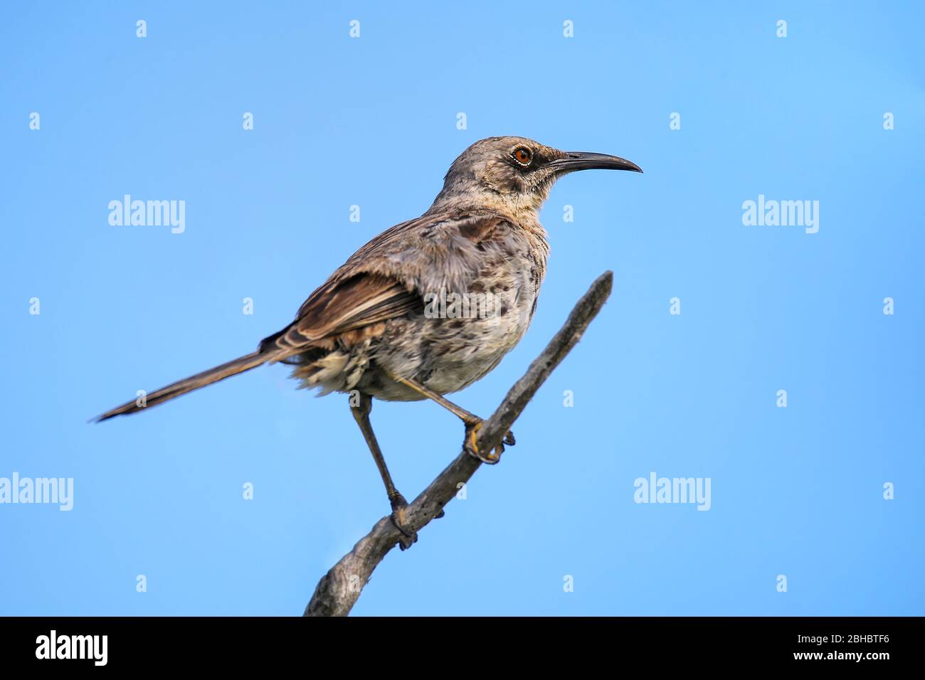 Hood spottdrossel (Mimus macdonaldi) am Espanola Island, Galapagos, Ecuador. Es ist endemisch in Espanola Island. Stockfoto