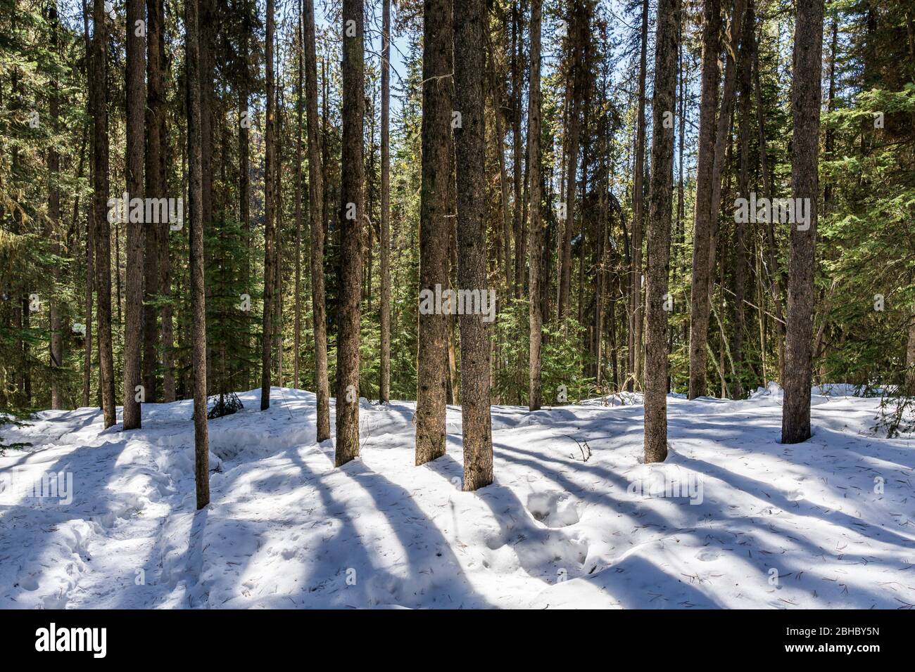 Wunderschöne Winterlandschaft mit Schnee und grünen Bäumen am Sunny Day. Stockfoto