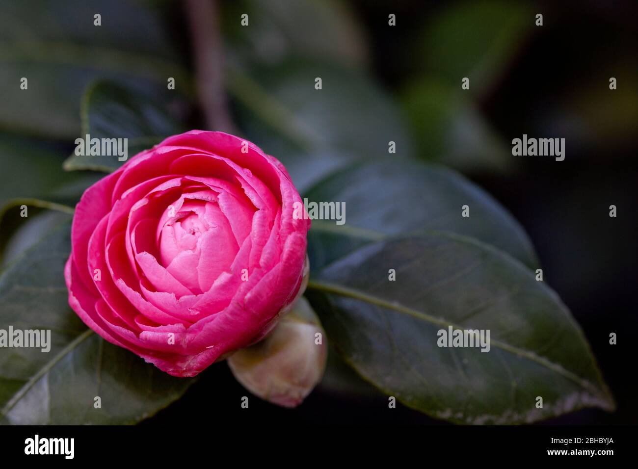 WA17448-00...WASHINGTON - Calmelia Blume in Washington Park Arboretum, Seattle. Stockfoto