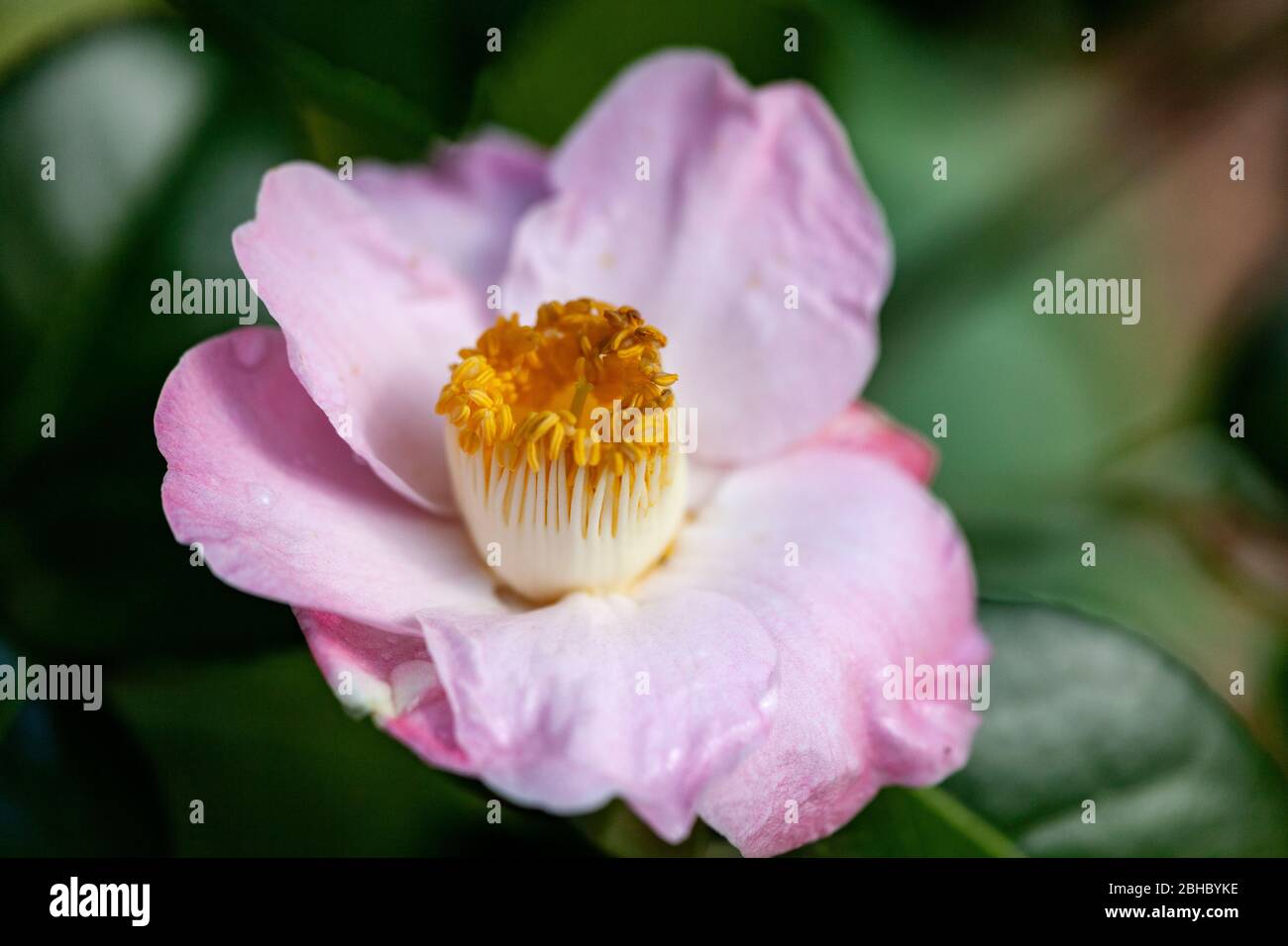 WA17450-00...WASHINGTON - Kamelienblume in Washington Park Arboretum, Seattle. Stockfoto