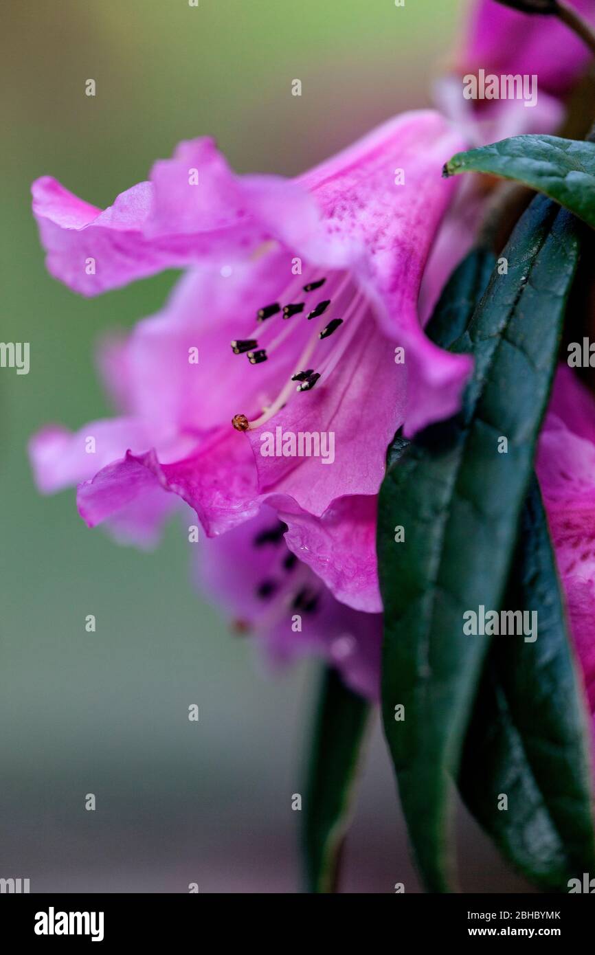 WA17452-00...WASHINGTON - Blume in Washington Park Arboretum, Seattle. Stockfoto
