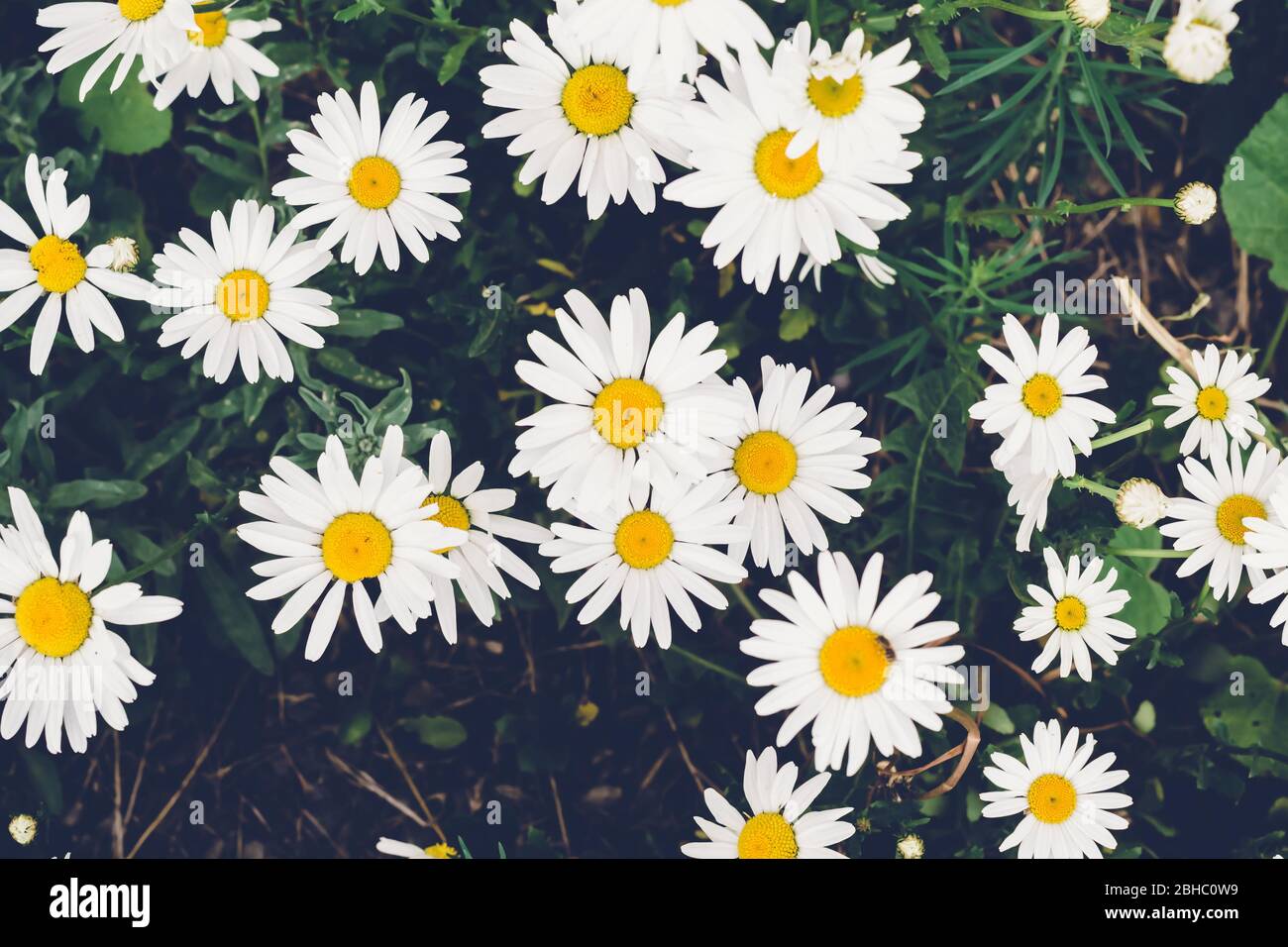 Schone Bluhende Ganseblumchen Blumen Kraftige Farben Unscharfer Naturlicher Hintergrund Stockfotografie Alamy