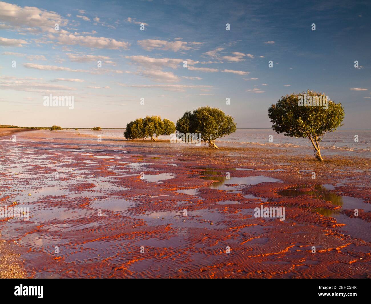 Drei weiße Mangroven (Avicennia Marina) auf dem Wattenmeer von Roebuck Bay, Broome, Westaustralien. Stockfoto