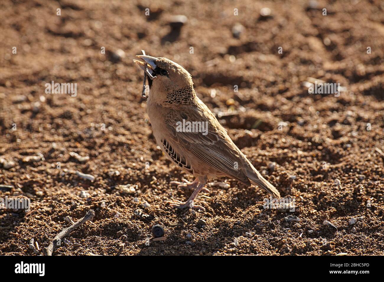 Sociable Weaver oder Social Weaver (Philetairus socius), Mesosaurus Fossil Camp, in der Nähe von Keetmanshoop, Namibia, Afrika Stockfoto