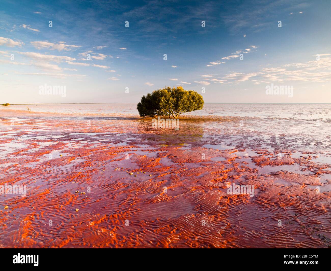 Einsame weiße Mangroven (Avicennia Marina) auf dem Wattenmeer von Roebuck Bay, Broome, Westaustralien. Stockfoto